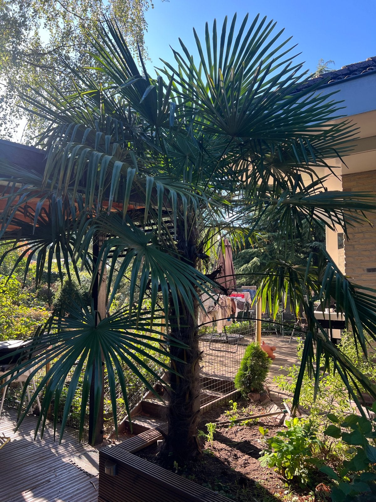 Grote Palmboom 260 cm - Zelf uitgraven, Overige soorten, Volle zon, Vaste plant, Ophalen of Verzenden