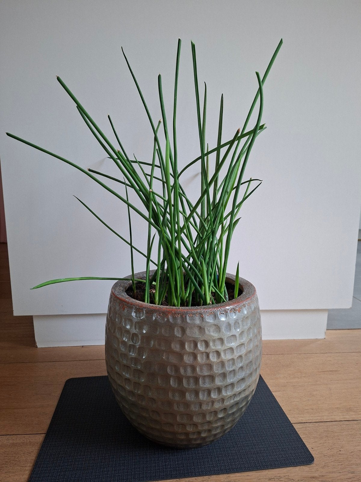 Sansevieria vrouwentong plant. (Mikado), Ophalen, In pot, Halfschaduw, Minder dan 100 cm
