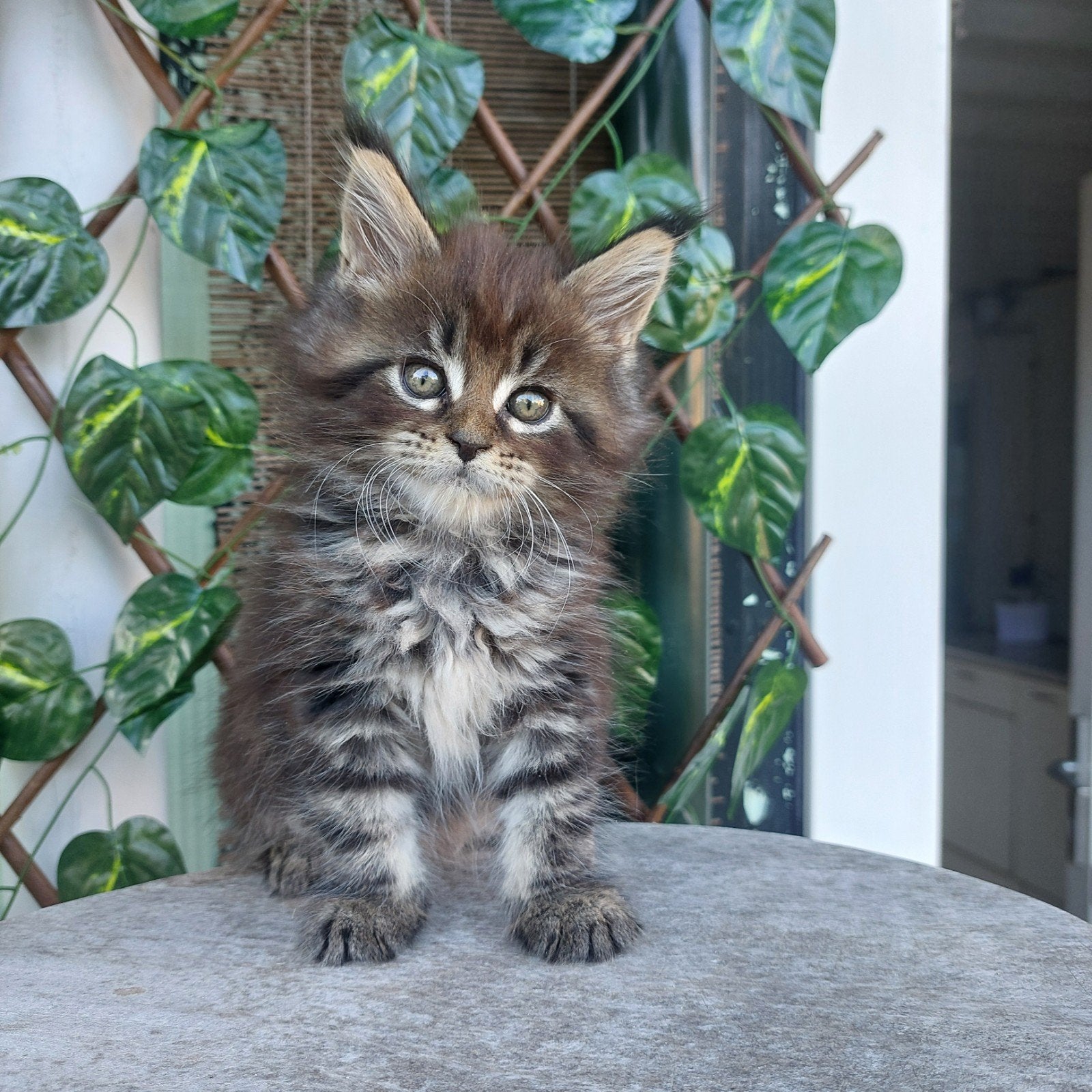 Nog enkele Maine Coon kittens beschikbaar, Meerdere dieren