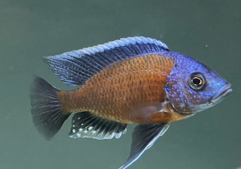 Malawi copadichromis red kadango, Vis
