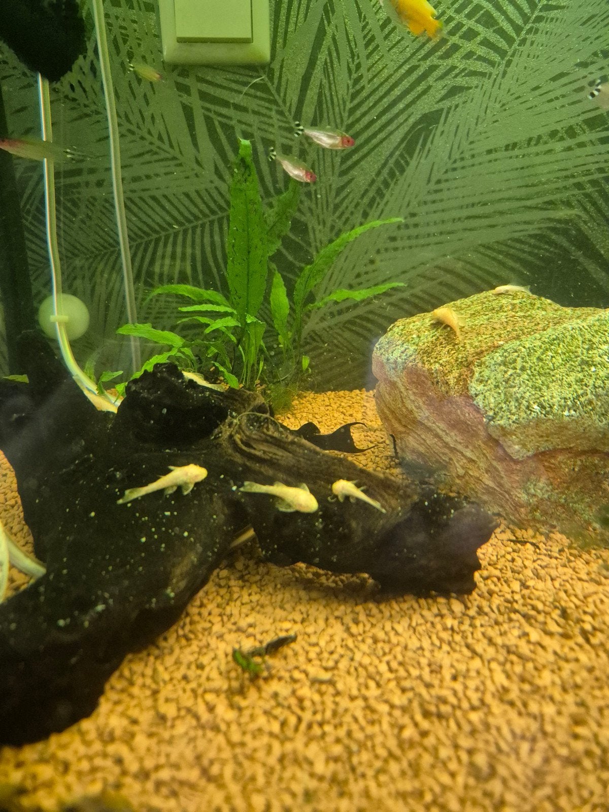 Ancistrus albino, Dieren en Toebehoren, Vissen | Aquariumvissen, Overige typen, Zoetwatervis