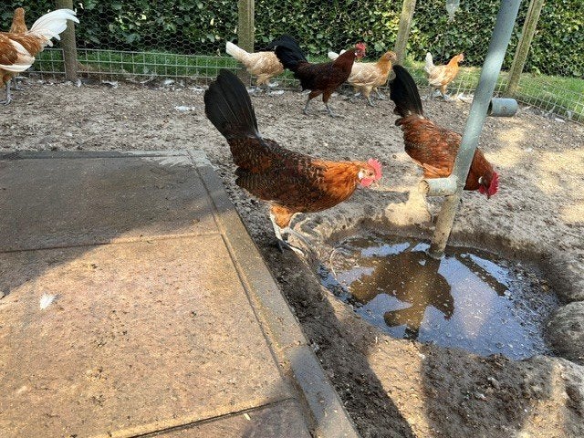 Friese hoender Hanen, Dieren en Toebehoren, Pluimvee, Mannelijk, Kip