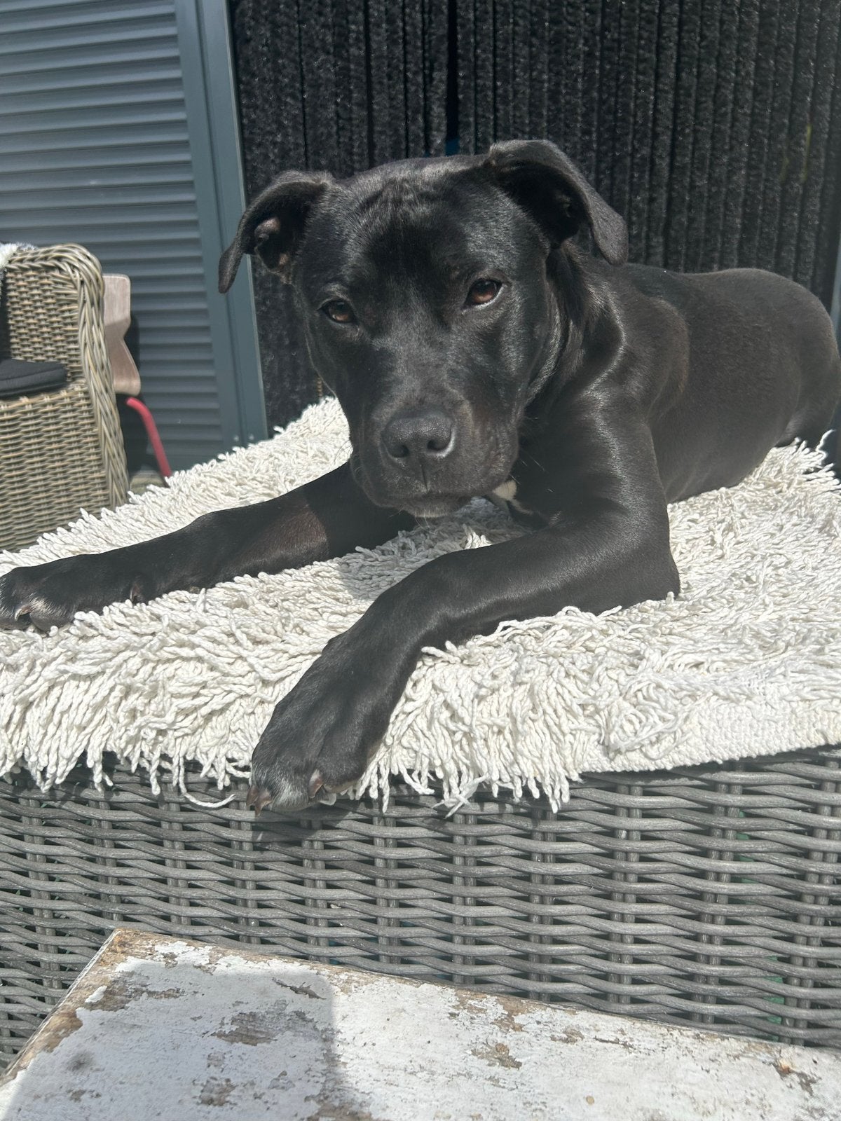 Te koop bieden  amerikaanse pittbull stafford 9 maanden oud, Dieren en Toebehoren, 15 weken tot 1 jaar, Reu, Eén hond, Klein