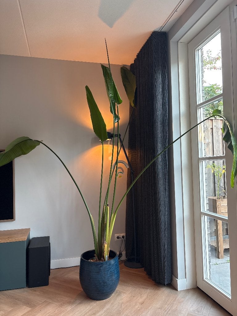 Strelitzia Nicolai, Ophalen, 200 cm of meer, Overige soorten, Volle zon