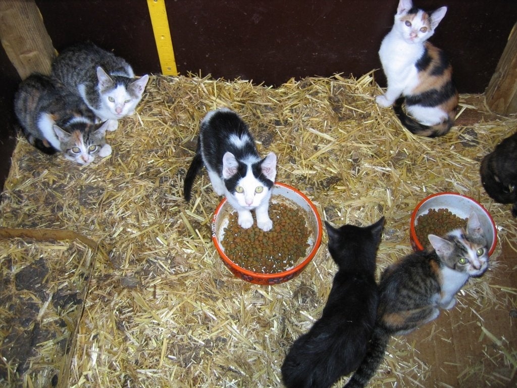 Kittens, Dieren en Toebehoren, Geslacht onbekend, Kortharig, 0 tot 2 jaar