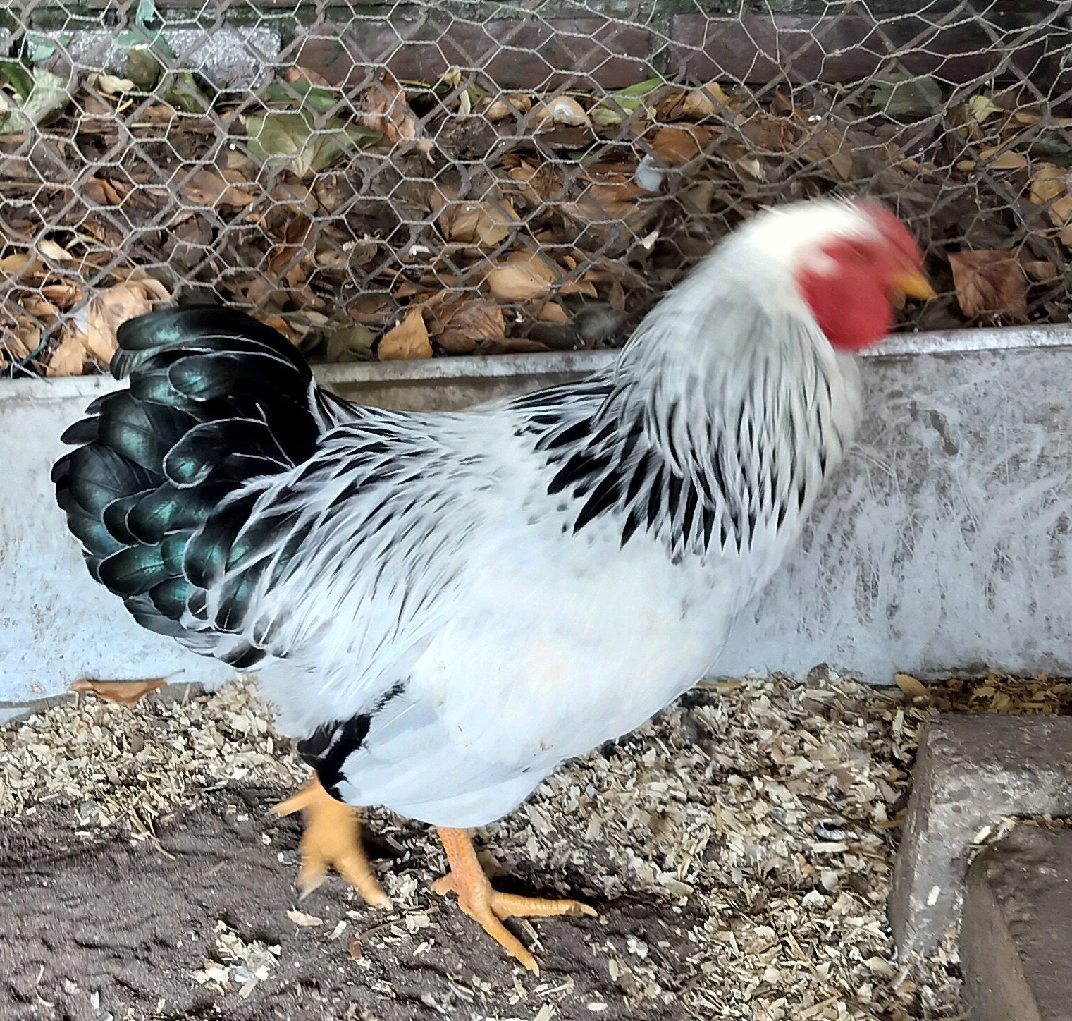 Wyandotte haantjes groot ras, Dieren en Toebehoren, Mannelijk, Kip