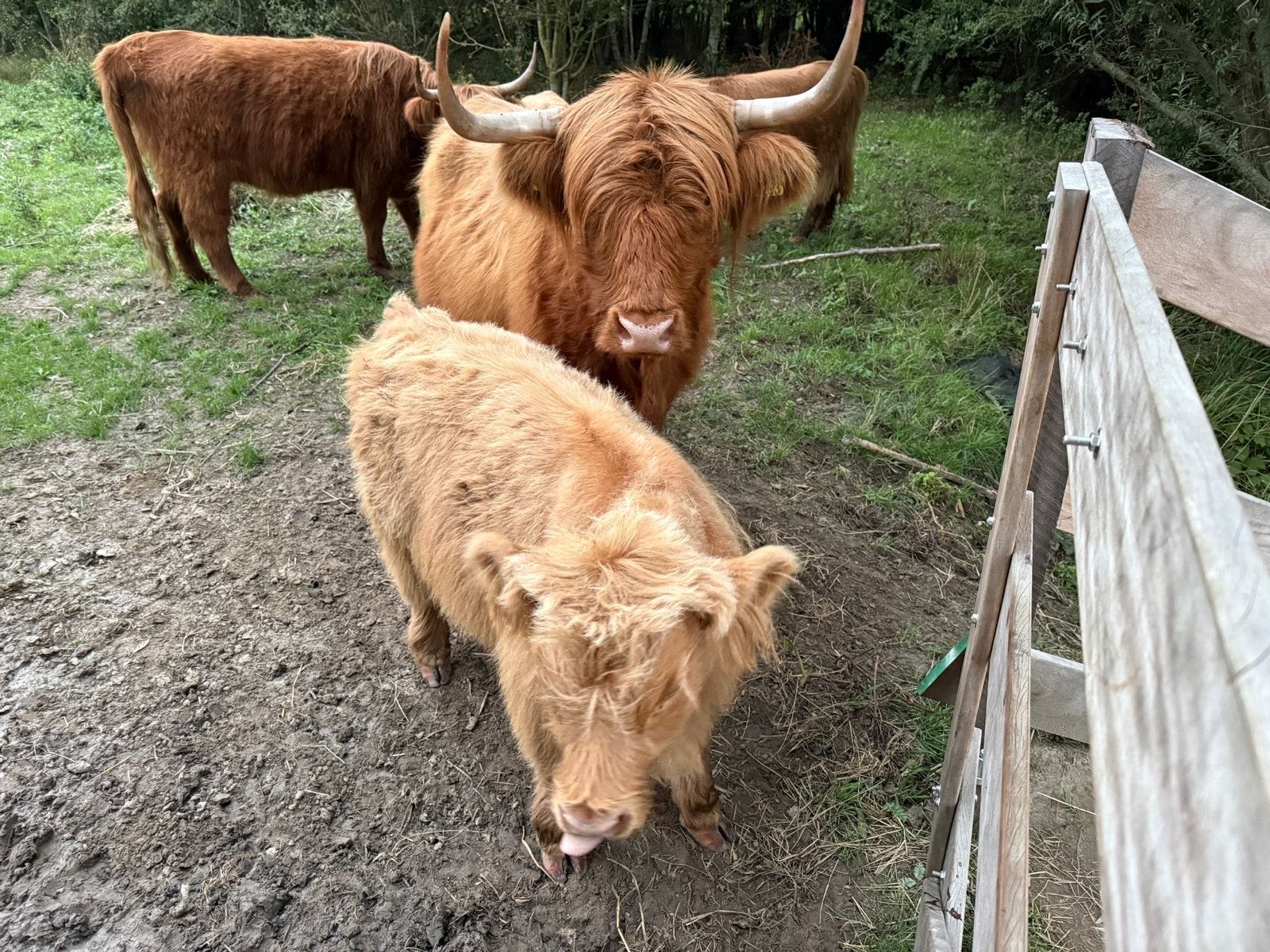 Schotse hooglander met jong, Dieren en Toebehoren, Runderen, Meerdere dieren, 3 tot 6 jaar