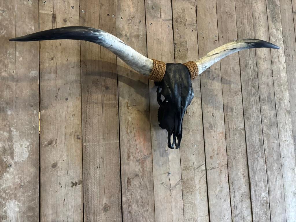 Mooie forse longhorn schedel!, Verzamelen, Dierenverzamelingen, Nieuw, Schedel, Overige soorten, Ophalen