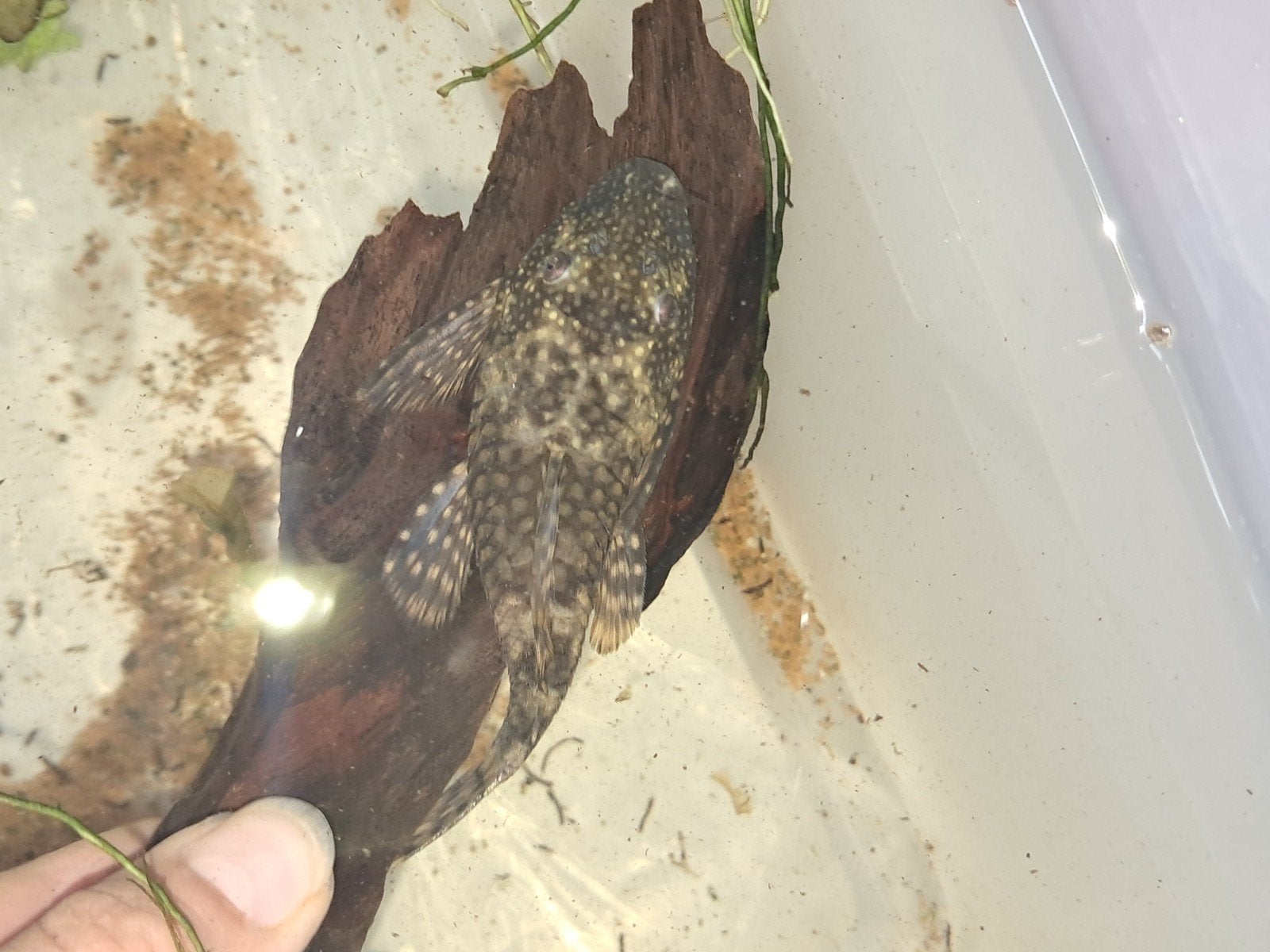 Algeneters (Ancistrus) 2 vrouwen en aantal jongen, Dieren en Toebehoren, Vissen | Aquariumvissen, Vis