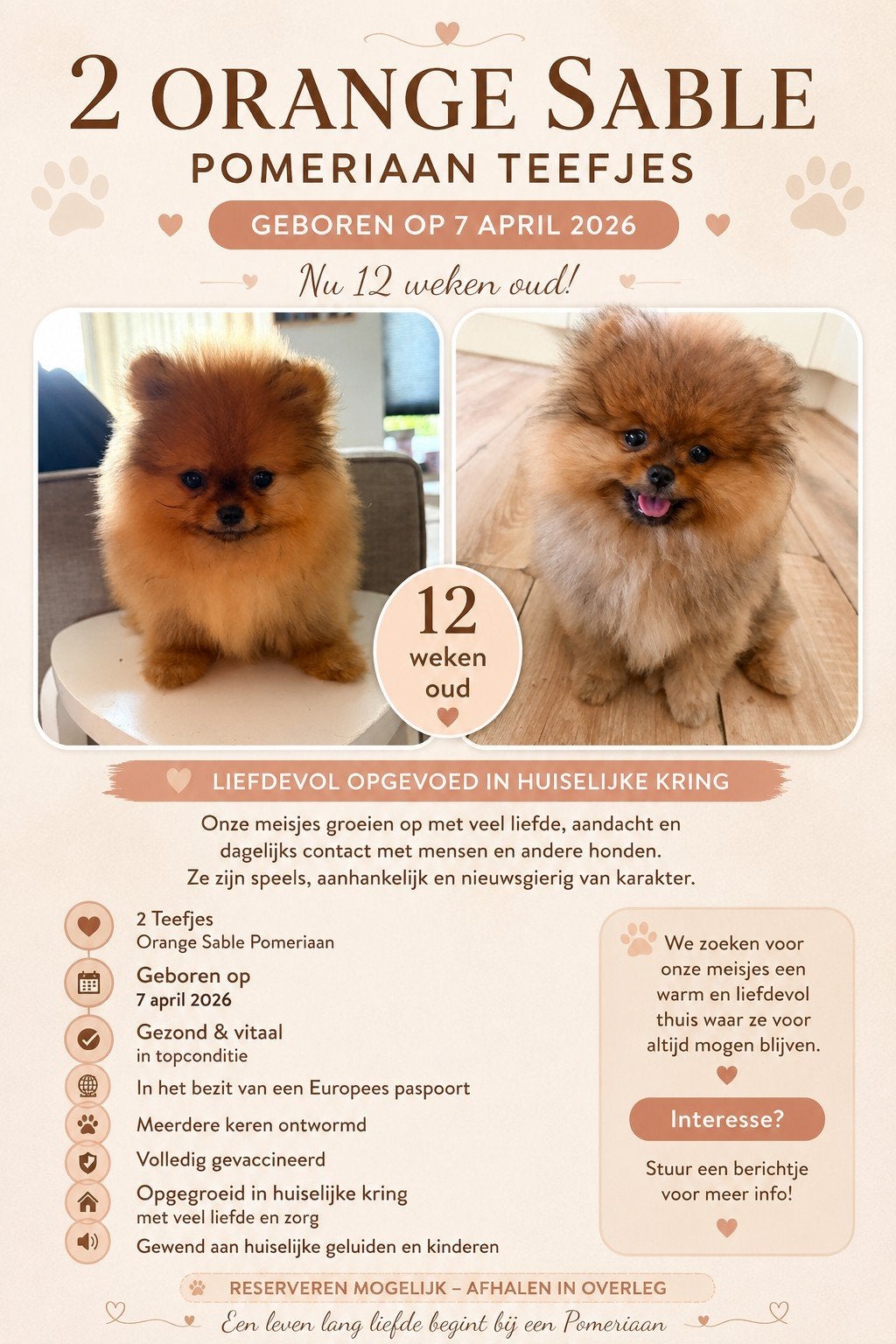 Pomaranian - pom - pomeriaan teefjes 12 weken oud, 8 tot 15 weken, Teef, Meerdere, Nederland