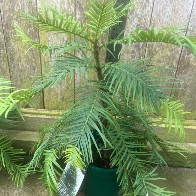 Wollemia nobilis gezocht!, Ophalen, Volle zon, Overige soorten, Minder dan 100 cm
