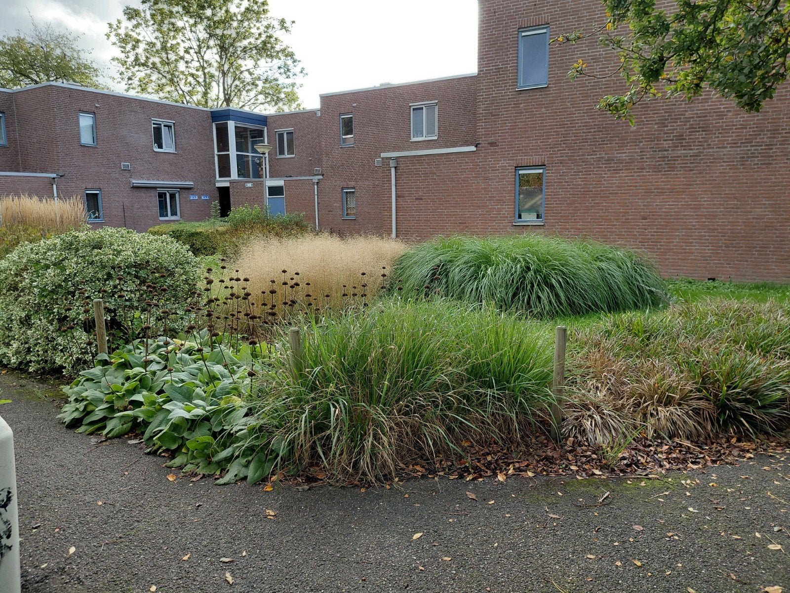 oudere kat gezocht, gewend aan honden, Kater, 3 tot 5 jaar