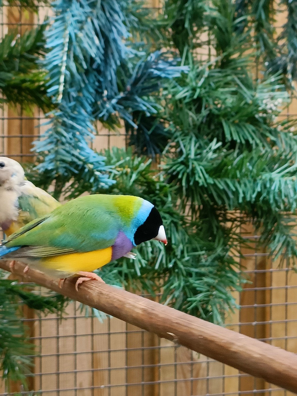 tropen, Dieren en Toebehoren, Vogels | Overige Vogels, Meerdere dieren