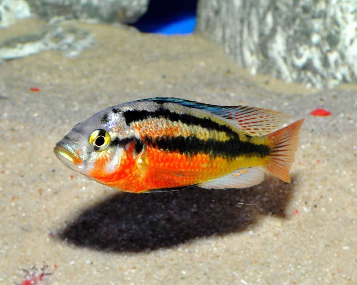 Victoria cichlide Rock Kribensis, Vis