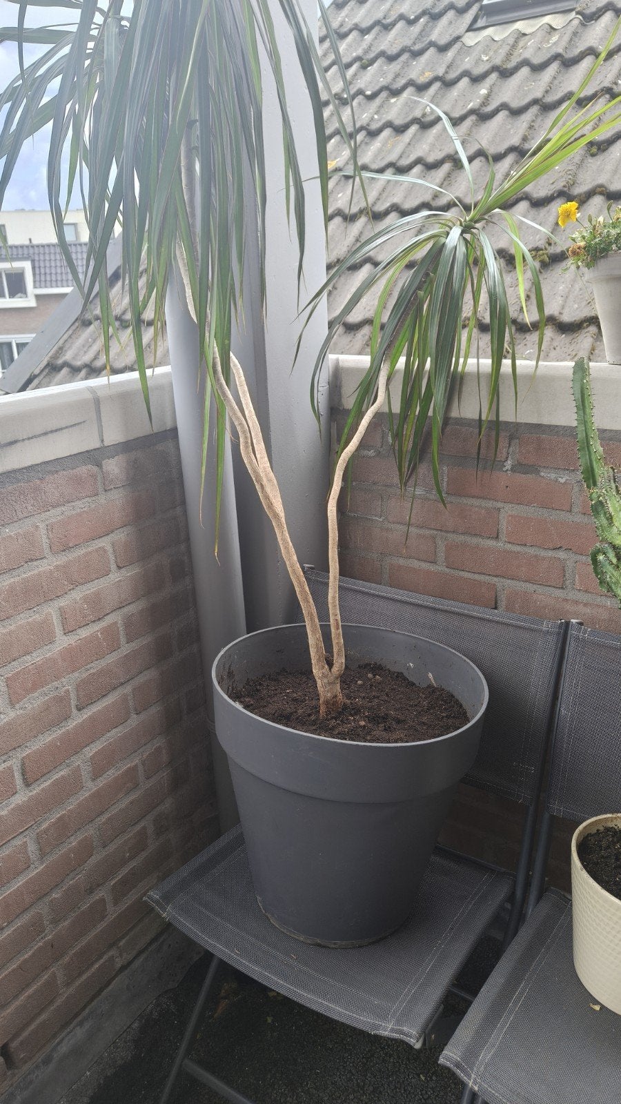 Kamerplanten zoeken een nieuw huis – vanaf €10, Ophalen, Halfschaduw, 100 tot 150 cm