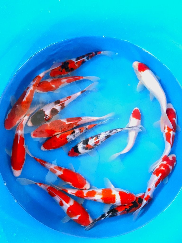 Hq Japankoi, Jumbo Nisai, enorme groeipotentie, Dieren en Toebehoren, Vissen | Vijvervissen, Karper of Koi