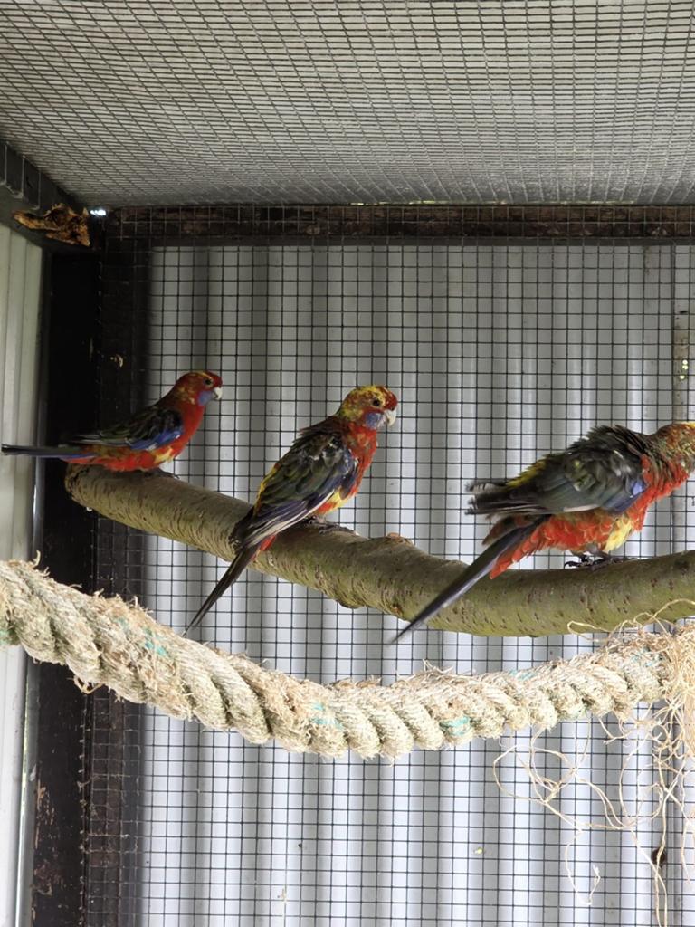 3 roodbonte pennantrossellas, Meerdere dieren, Parkiet