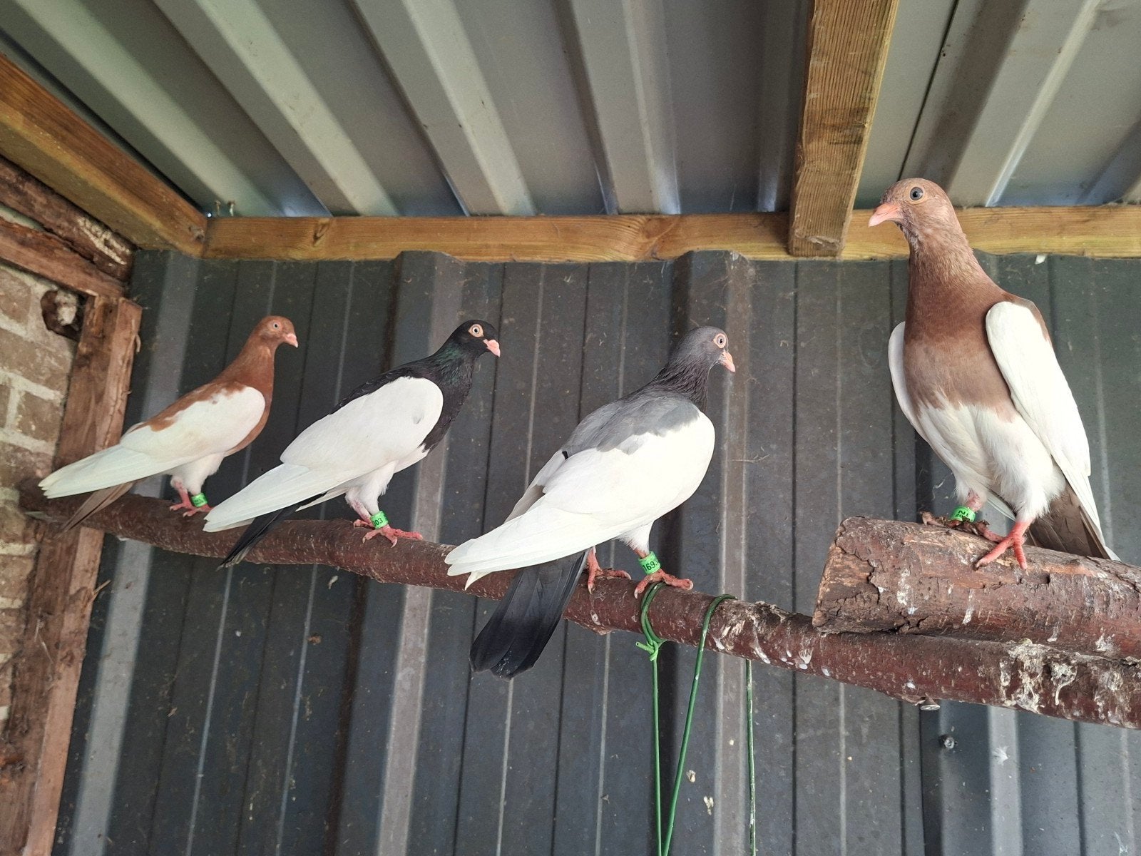 4 prachtige jonge eksterduiven, Dieren en Toebehoren, Vogels | Duiven, Geslacht onbekend, Postduif