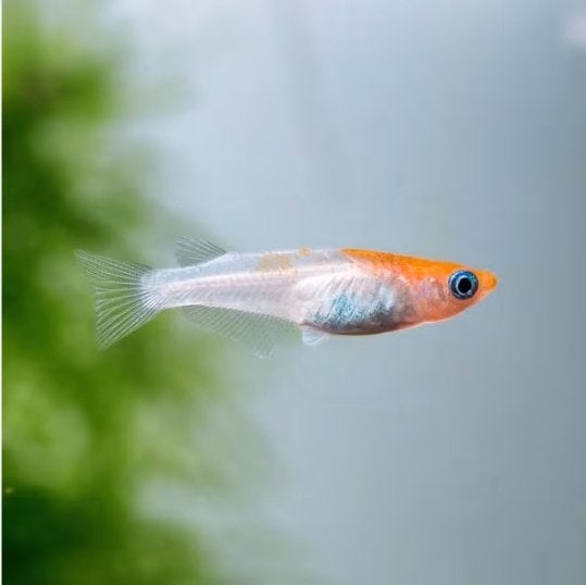Medaka Kohaku, Dieren en Toebehoren, Vissen | Aquariumvissen, Vis, Zoetwatervis
