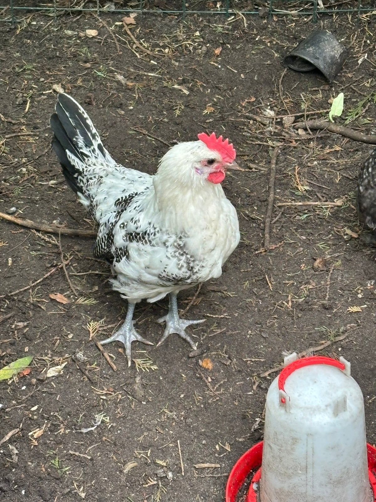 Mooie jonge lieve haan, Dieren en Toebehoren, Mannelijk, Kip