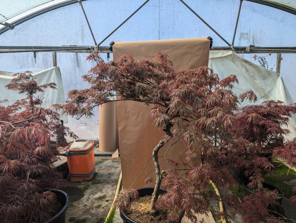 Acer palmatum ‘Garnet’, Tuin en Terras, Planten | Tuinplanten, Vaste plant, Overige soorten, Halfschaduw, Bloeit niet, Ophalen