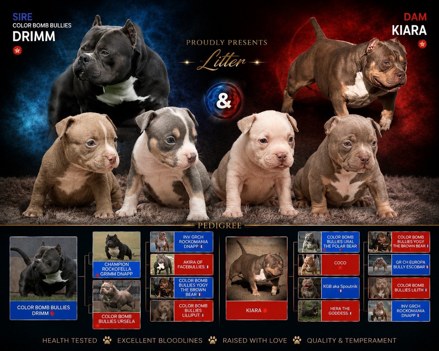 American bully pocket pups, Dieren en Toebehoren, Particulier, Reu, 8 tot 15 weken, Buitenland