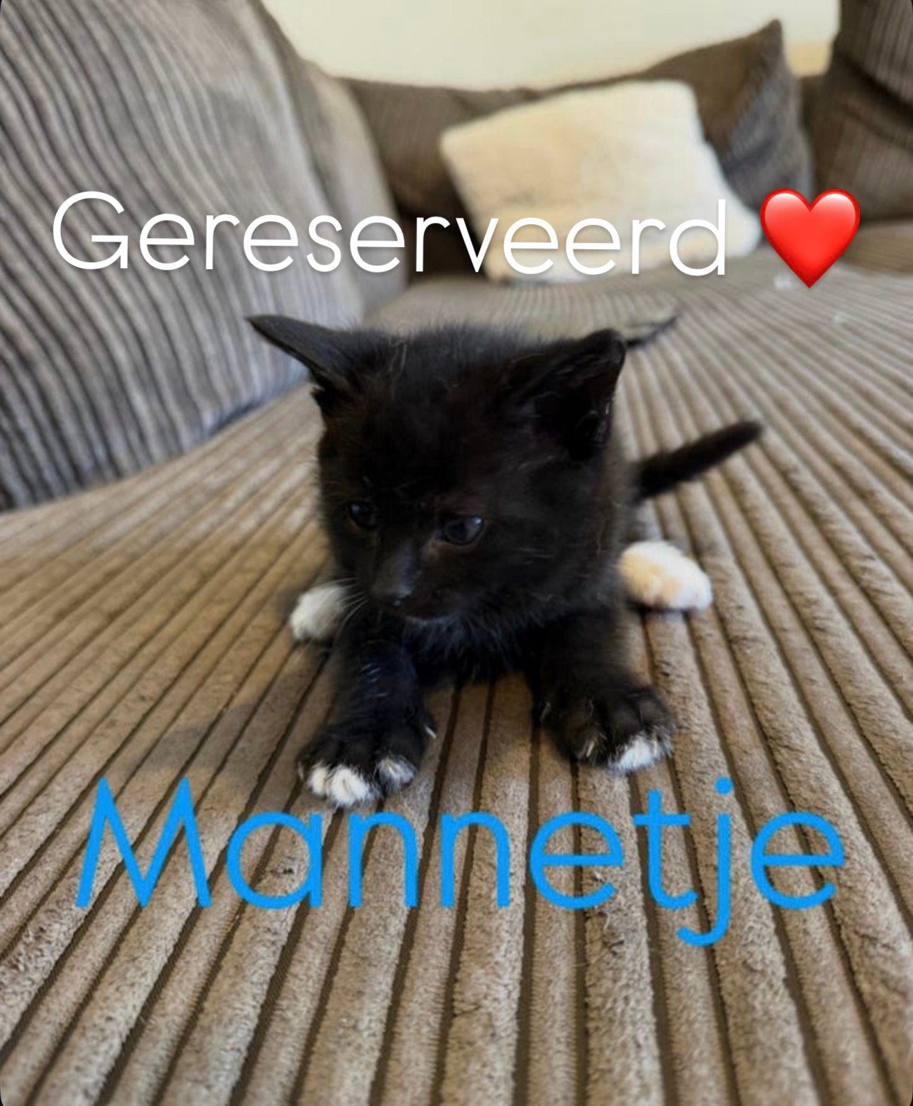 Allemaal gereserveerd, Dieren en Toebehoren, Katten en Kittens | Raskatten | Korthaar, Meerdere dieren, Ontwormd