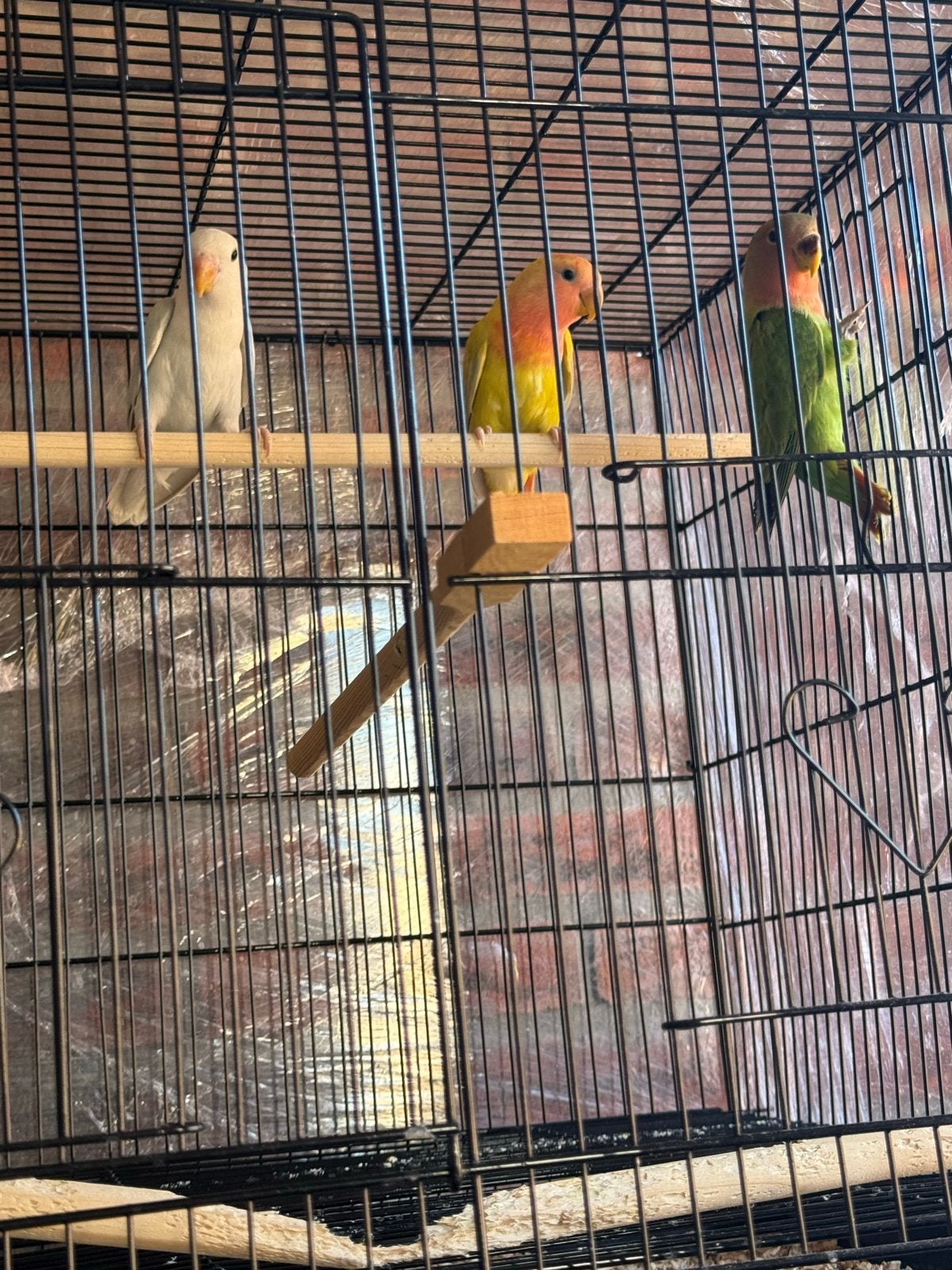 Jonge agapornis roseicolli, Dieren en Toebehoren, Vogels | Parkieten en Papegaaien, Geslacht onbekend, Dwergpapegaai of Agapornis