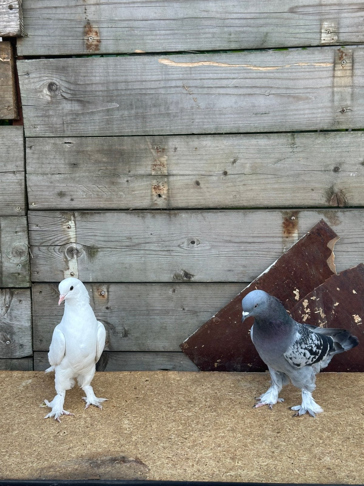 TAKLA 4x per stuk 20€, Meerdere dieren