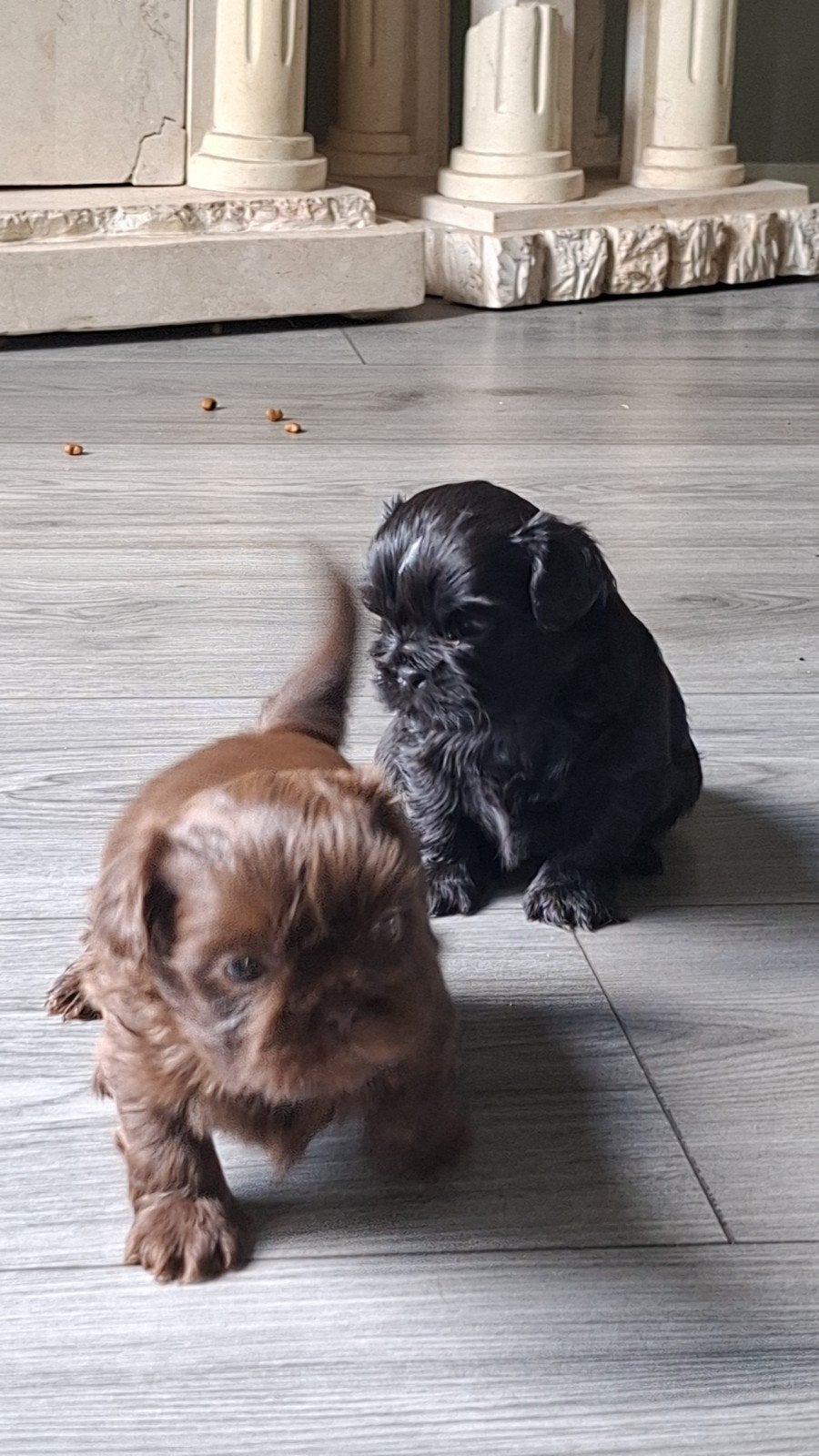 shih tzu pups (mogen over 3 weken weg), Parvo, 8 tot 15 weken, Meerdere, Nederland