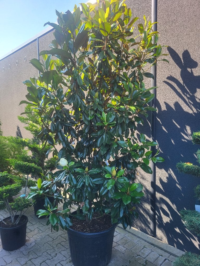 Magnolia grand praecox, Ophalen of Verzenden, 250 tot 400 cm, Zomer, Zuilboom