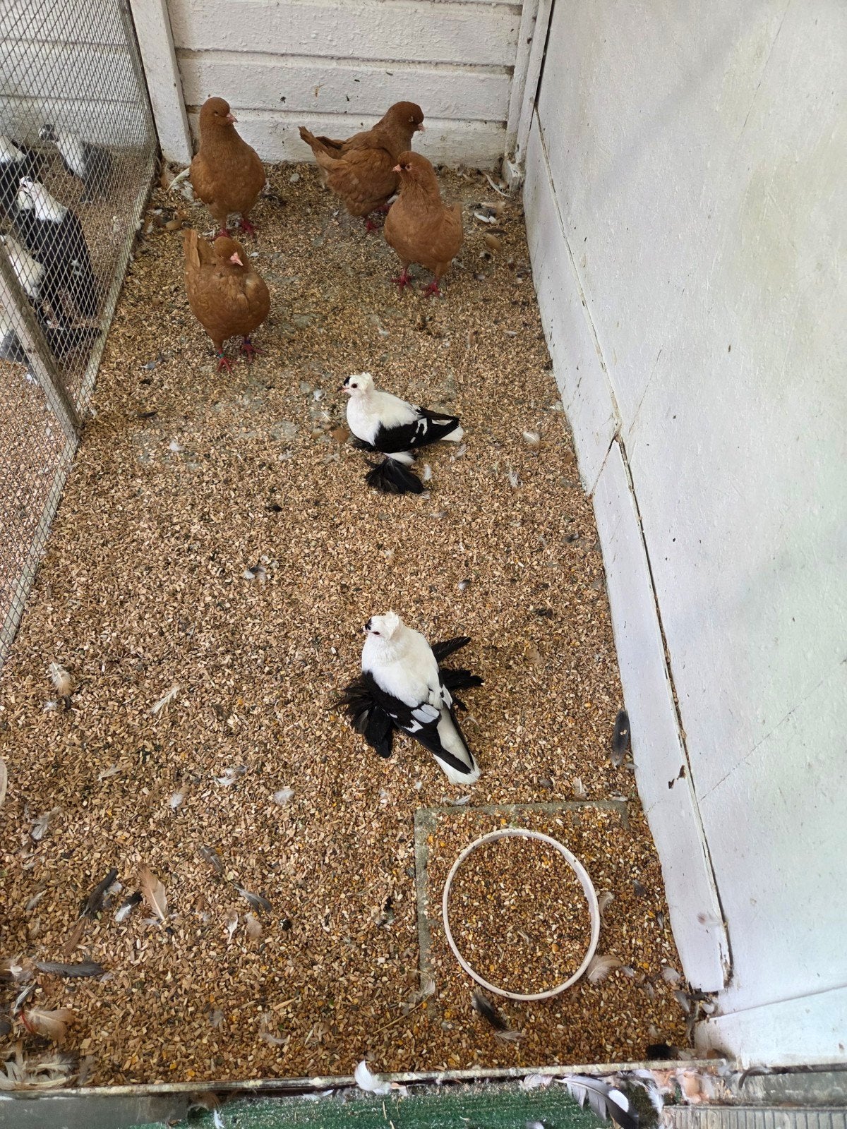 saskische vleugel duiven, Dieren en Toebehoren, Meerdere dieren, Overige soorten