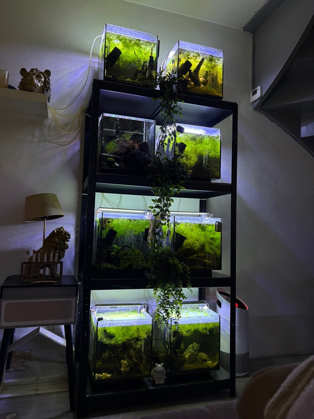Aquariumstelling, Ophalen, Zo goed als nieuw, Tak, Plant, Rots of Steen