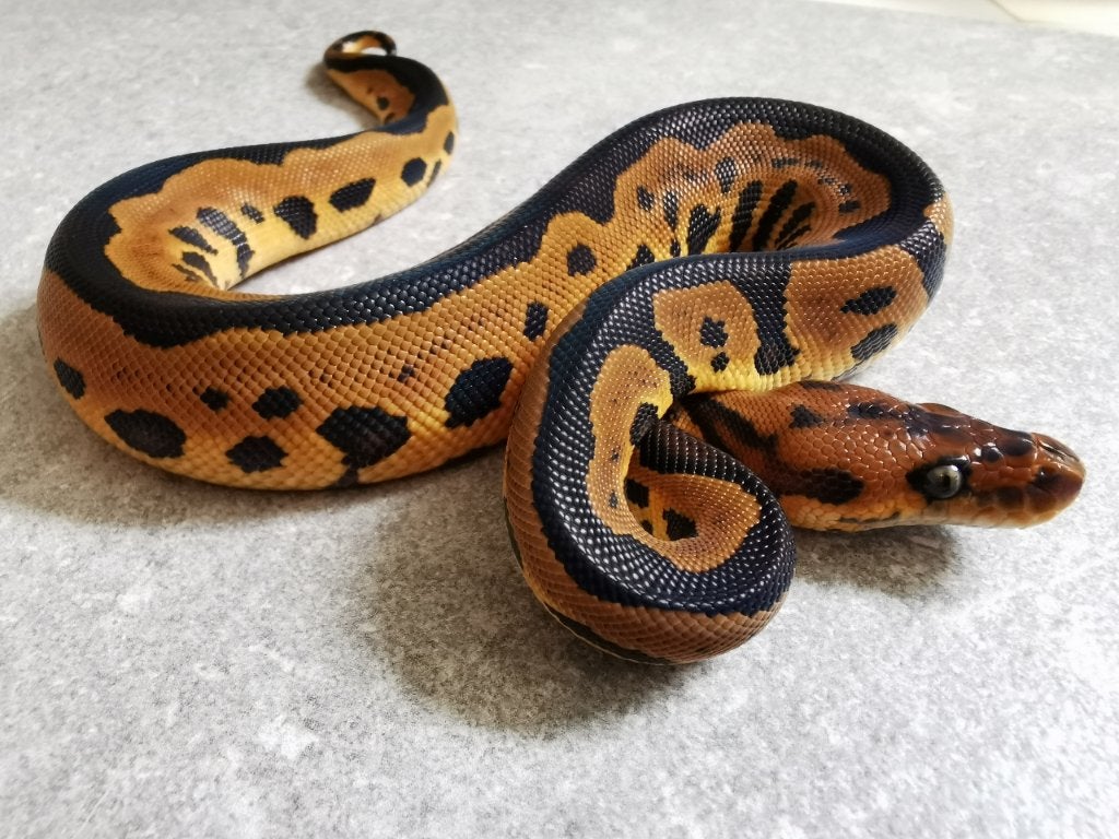 0.1 Leopard Clown Koningspython, Dieren en Toebehoren, Slang, Tam, 0 tot 2 jaar