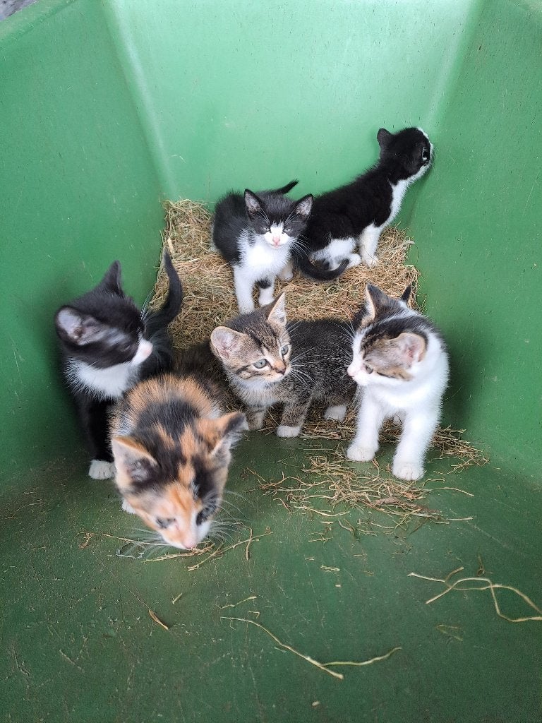 Lieve boerderij kittens te koop, Meerdere dieren, 0 tot 2 jaar