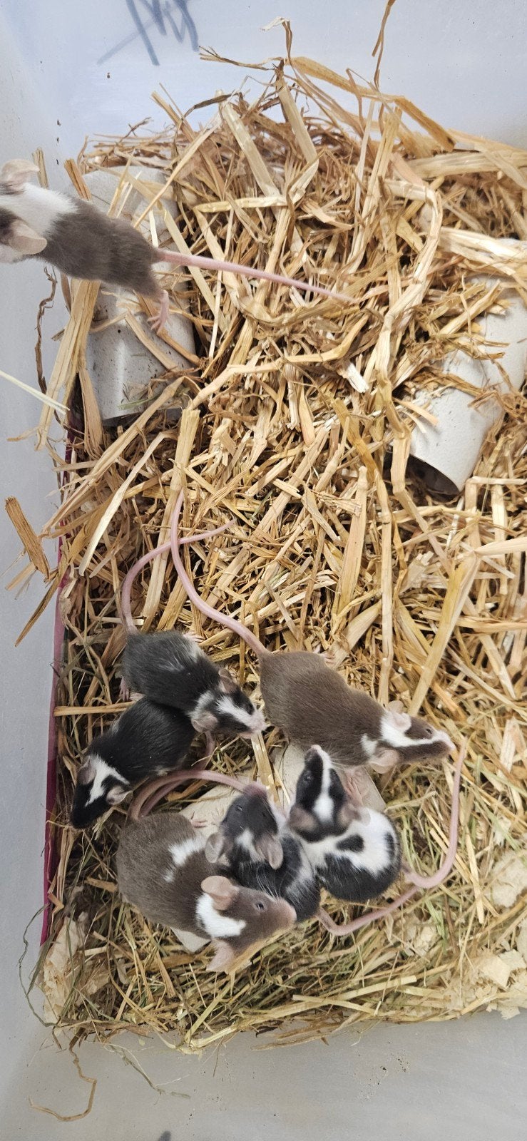 kleur muizen man en vrouw, Dieren en Toebehoren, Ophalen
