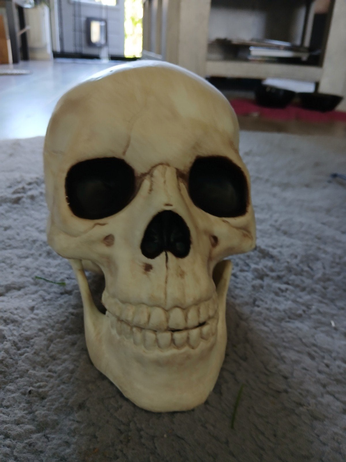 Kunststof schedel met beweegbare kaak, Ophalen of Verzenden, Zo goed als nieuw, Mens