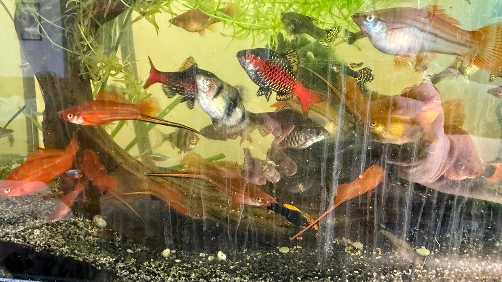 Zwaarddragers en guppen, Dieren en Toebehoren, Vissen | Aquariumvissen, Vis