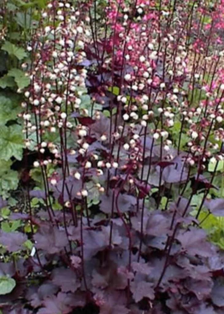 Heuchera palace purple, Tuin en Terras, Ophalen of Verzenden, Zomer, Vaste plant, Halfschaduw
