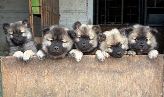 keeshond puppy, Keeshond, 8 tot 15 weken, Meerdere, Meerdere dieren