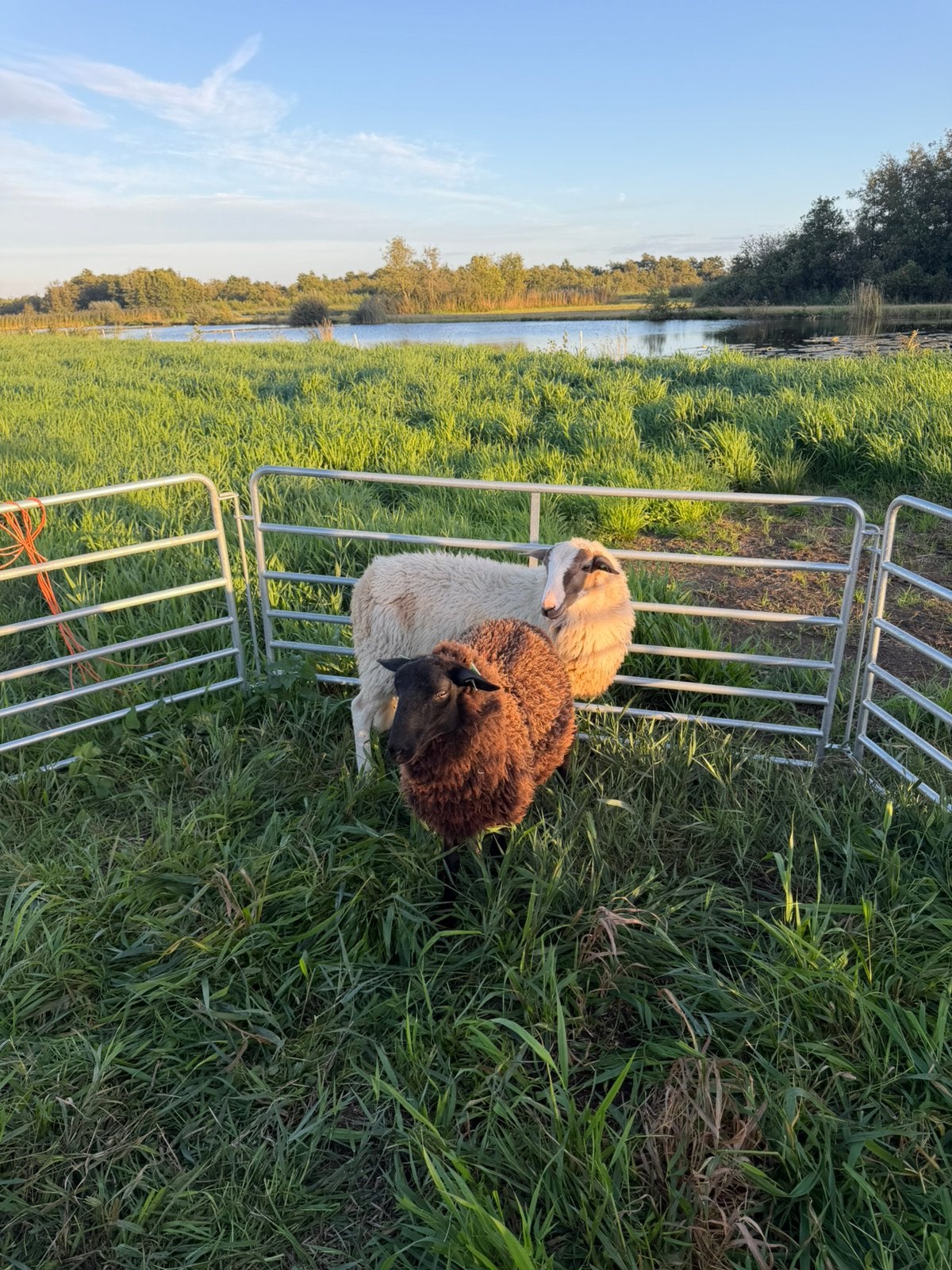 Te huur: schoonebeker ramlammeren, Dieren en Toebehoren, Mannelijk, Schaap, 0 tot 2 jaar