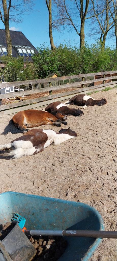 Luilakken zoeken verzorgster, Dieren en Toebehoren, Paarden en Pony's | Overige Paardenspullen, Ophalen, Overige soorten