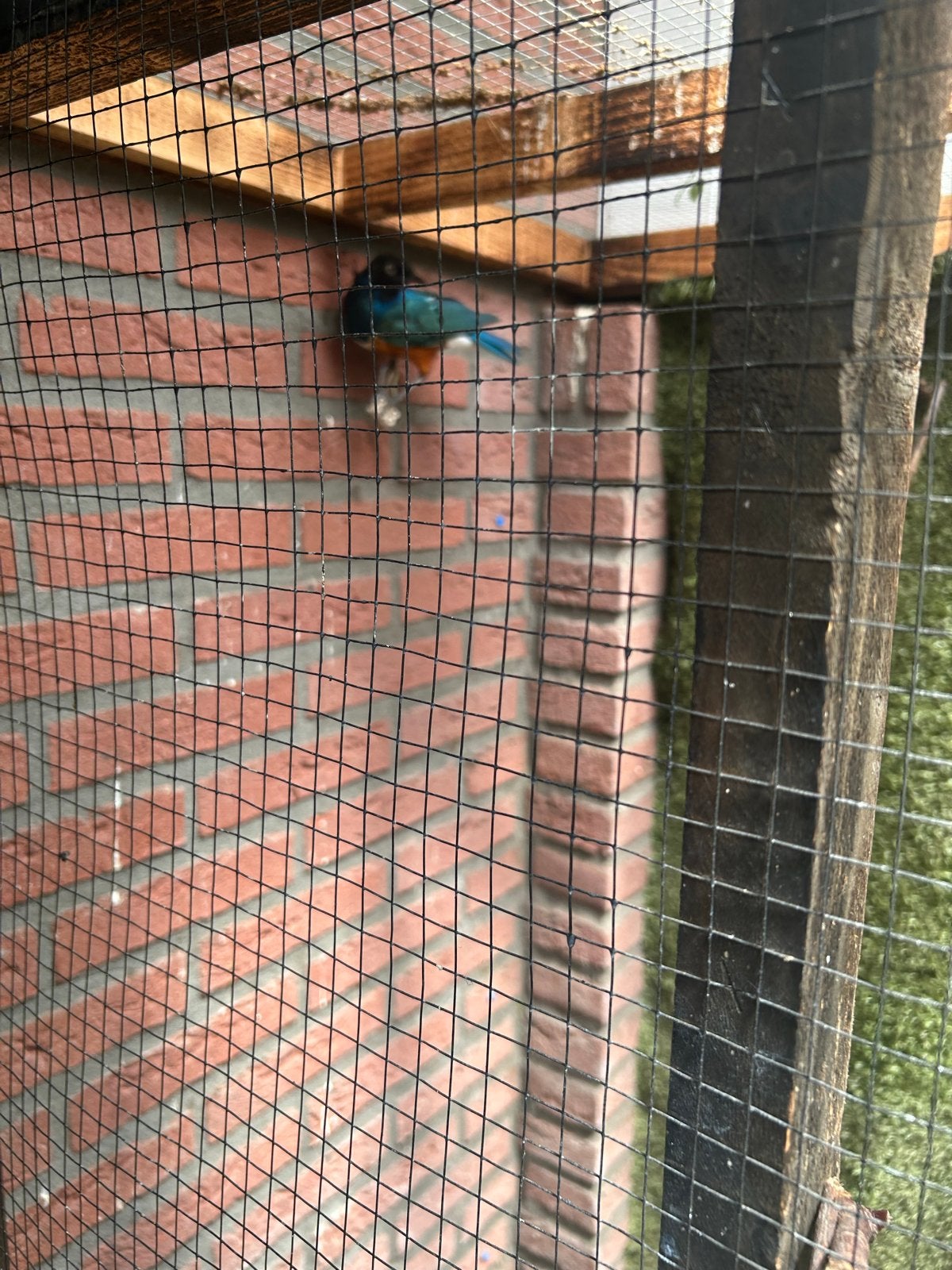 Te koop koppel glans preeuwen, Dieren en Toebehoren, Vogels | Overige Vogels, Meerdere dieren