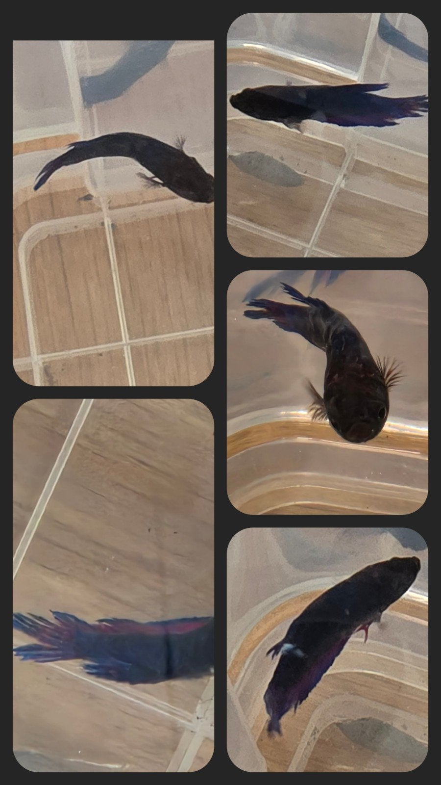 Betta-vrouw blauw/ fel paars streep 4 cm, Dieren en Toebehoren, Vissen | Aquariumvissen, Vis