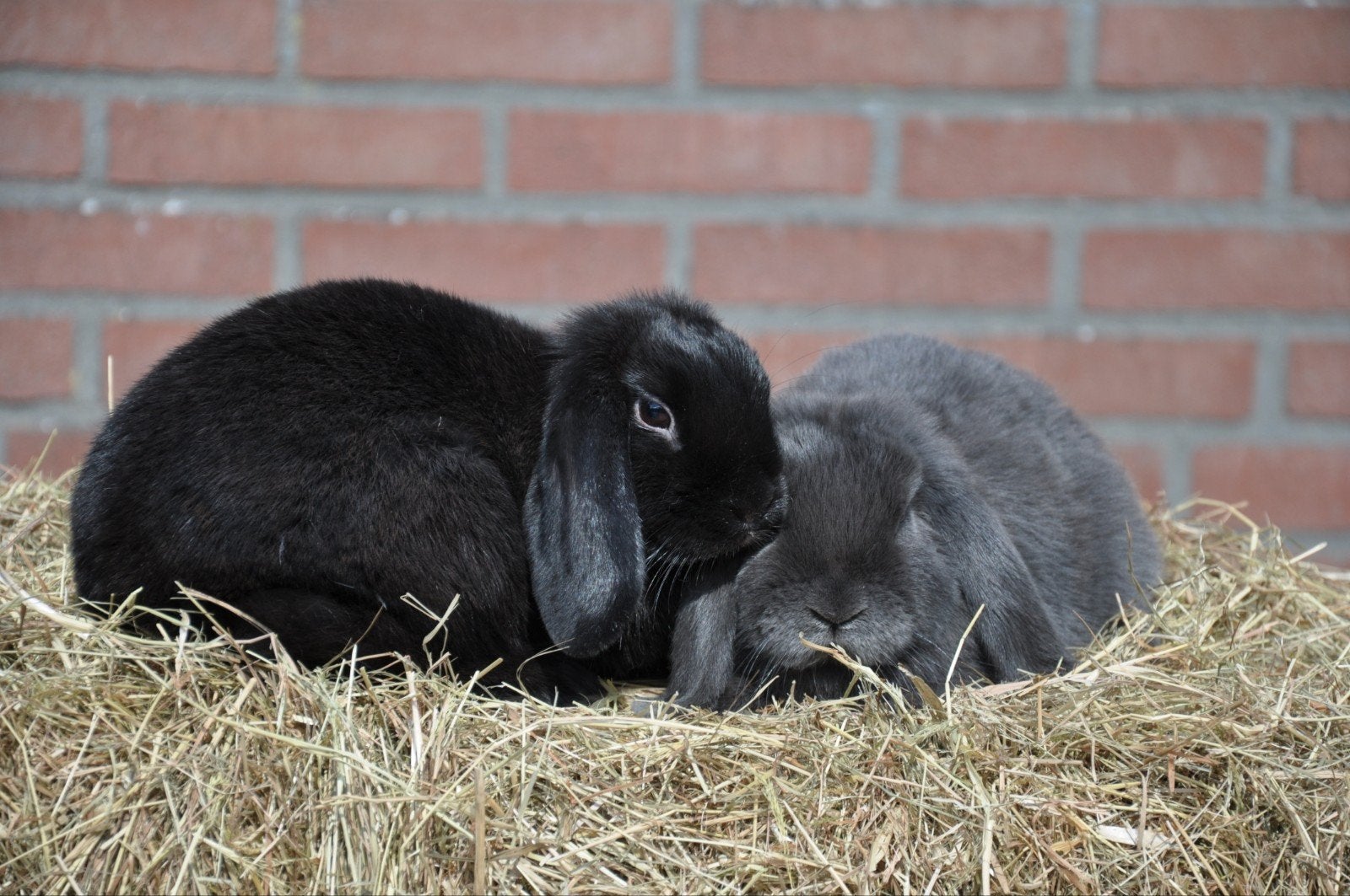 Jong koppel Nederlandse hangoordwerg konijnen NHD voedsters, Dieren en Toebehoren, Konijnen, Vrouwelijk, Dwerg, Hangoor, 0 tot 2 jaar