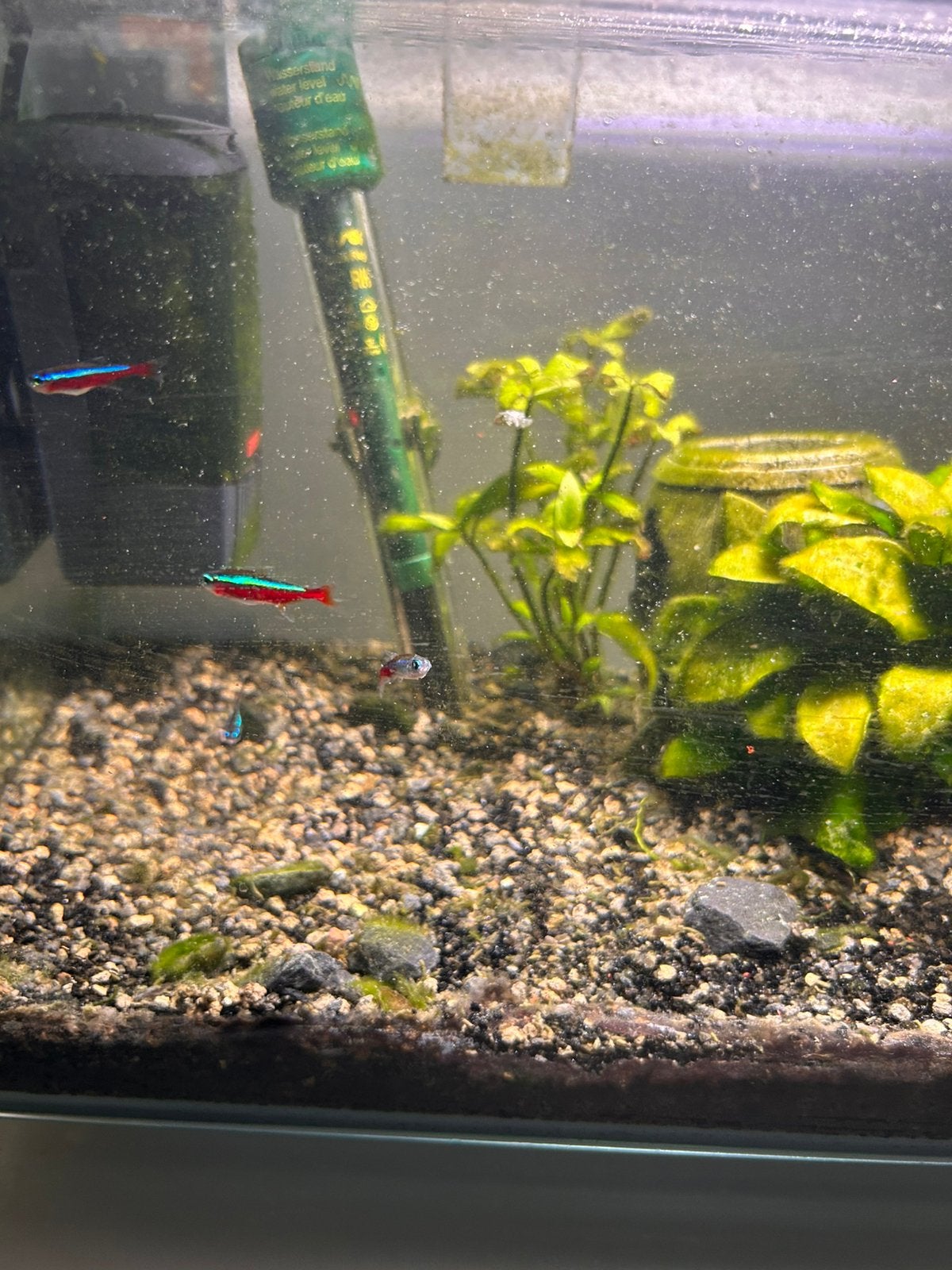 Gratis vissen, Dieren en Toebehoren, Vissen | Aquariumvissen, Vis