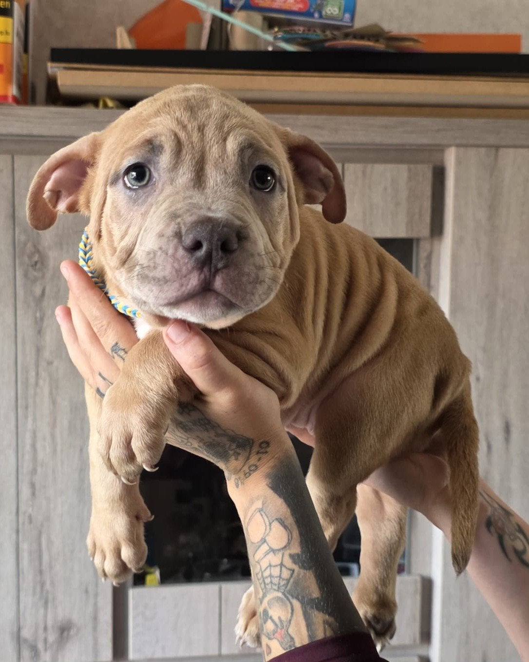 laatste 3 american  bully pocket pups met DBKC stamboom, Dieren en Toebehoren, België, Particulier, Overige rassen, 8 tot 15 weken