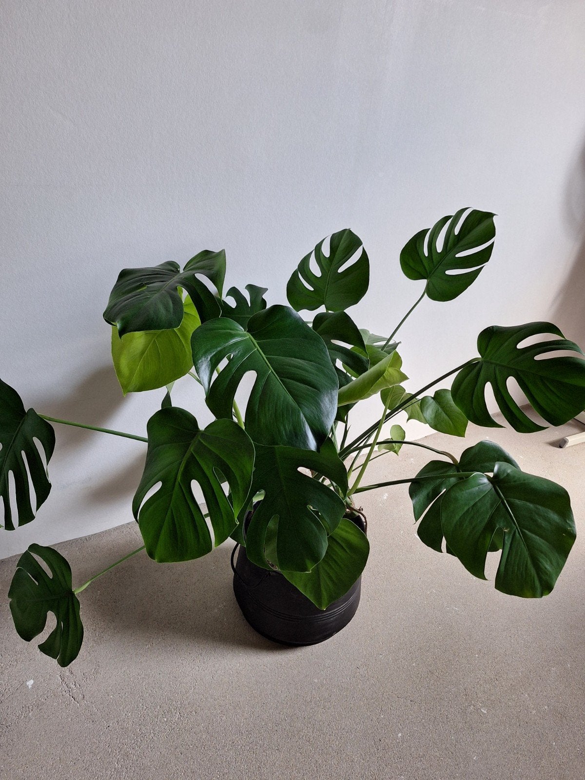 Grote Monstera Deliciosa - Kamerplant, Ophalen, 100 tot 150 cm, Overige soorten, Halfschaduw
