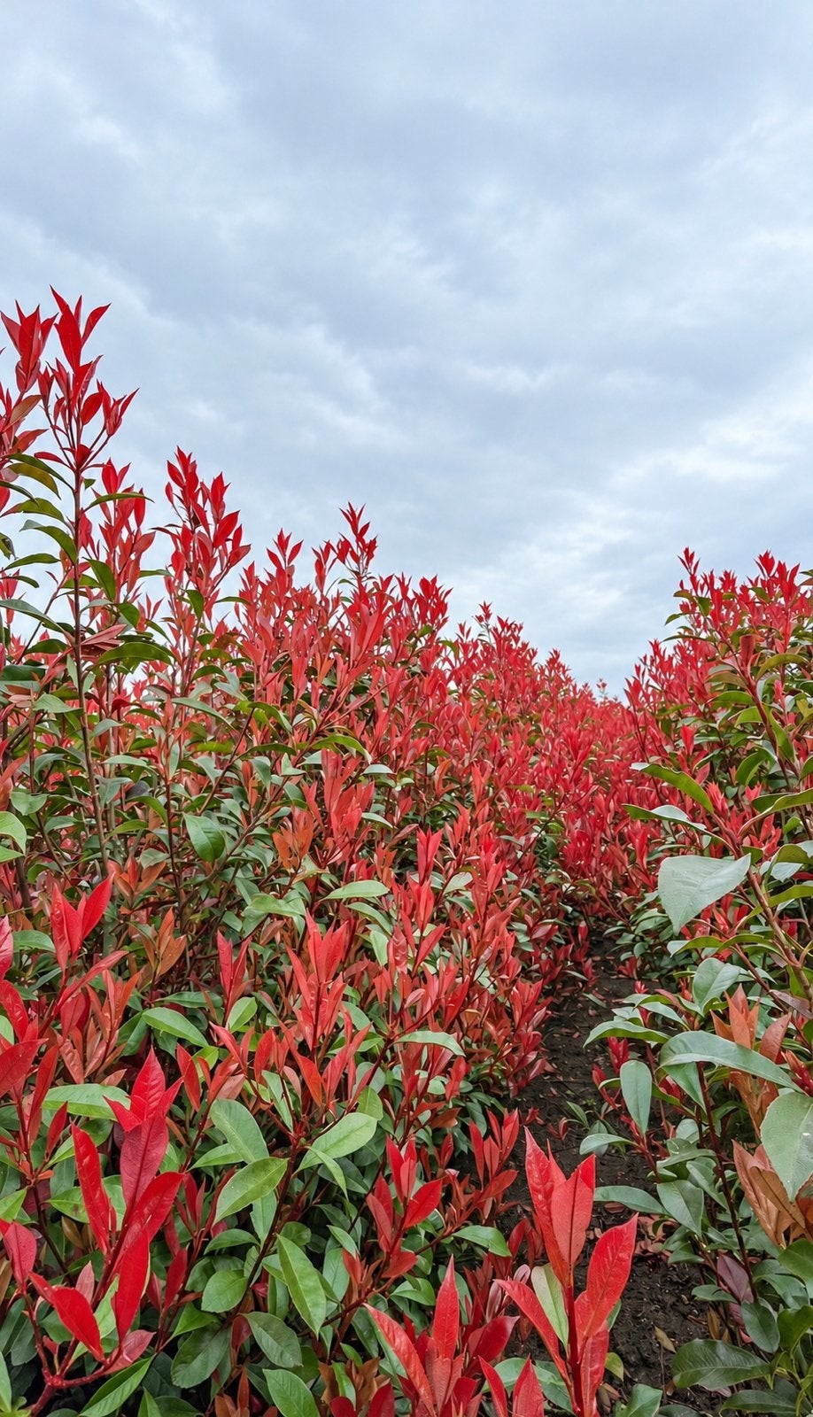 Photinia caré rouge - glansmispel in diverse maten, Tuin en Terras, Ophalen of Verzenden