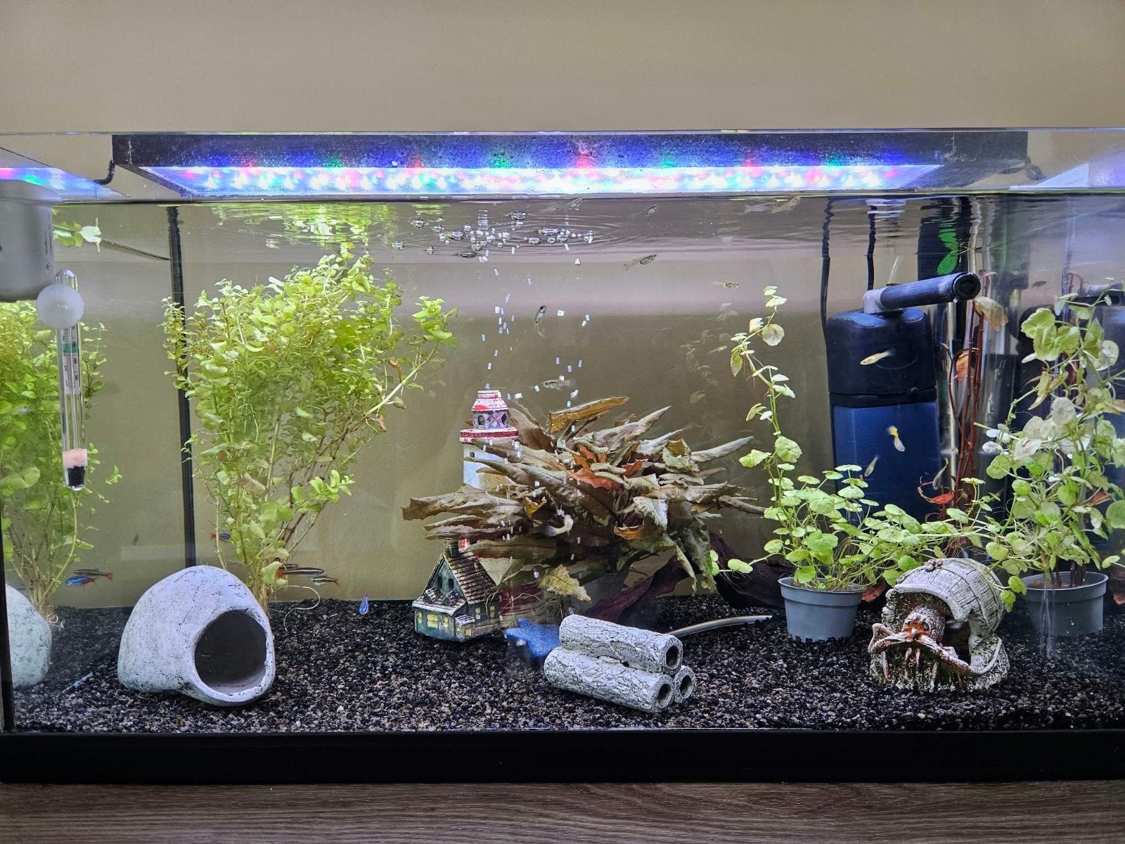 Compleet zoetwater aquarium met vissen en toebehoren te koop, Ophalen, Pomp, Gebruikt, Gevuld zoetwateraquarium